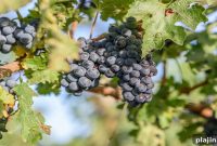 Top U.S. East Coast Wineries to Visit This Year