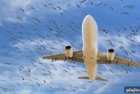 Teen Inventors Solve Bird Strike Problem with New Device