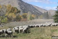 Exploring the Trailing of the Sheep Festival: Idaho’s Unique Heritage Event