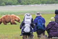 Alaska Brown Bear Viewing Tours: Where to See Bears Safely