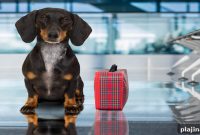 Delta Tightens Rules for Service Animals: What Travelers Need to Know