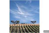Alentejo Wines Guide: Top Varietals, Regions & Tasting Tips