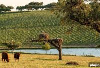 Alentejo Reds and Whites: Versatile Portuguese Wines to Discover