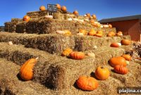 7 Fall Festivals Happening This Season You Can Still Attend