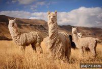 Discover Peru: Top Land and Water Adventures Tour