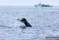Top Spots to See Whales This Winter