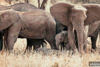 Aloito Africa: Short Safari Itinerary for Wildlife Birthing Season
