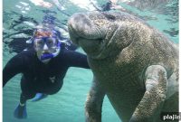 Wildlife Conservation and Sustainable Tourism Guide