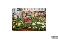 Global Green Space Tours: Top Urban Parks and Gardens to Visit