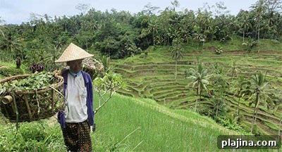 Worker at a rice field