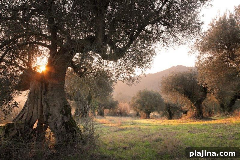 Centenary Olive Trees