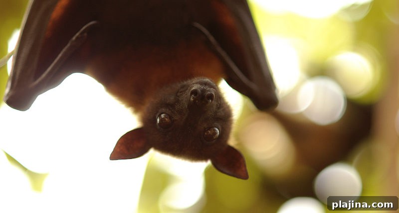 Bat