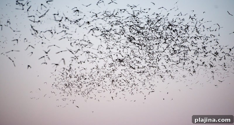Mexican Free-Tailed Bats