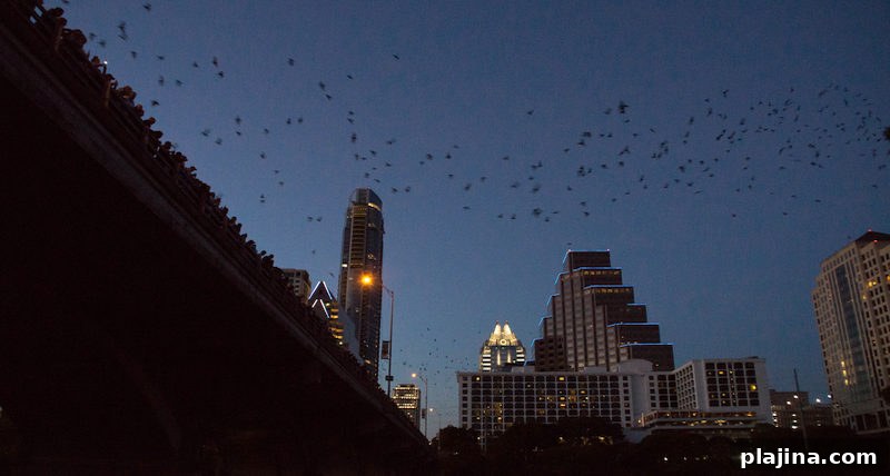 Congress Avenue Bridge