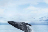 Continental Cruise Guide: Top Routes, Tips, and Planning Advice