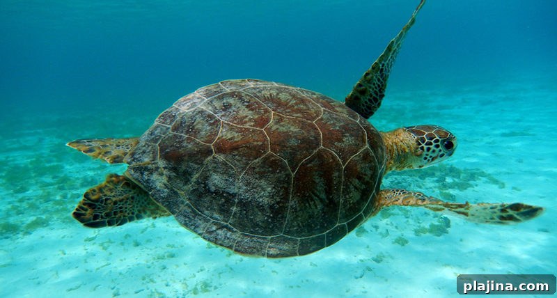 Sea Turtle