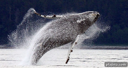 Humpback whale breaching