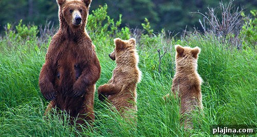 Katmai National Park landscape