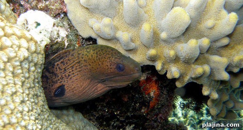 Giant Green Moray Eel