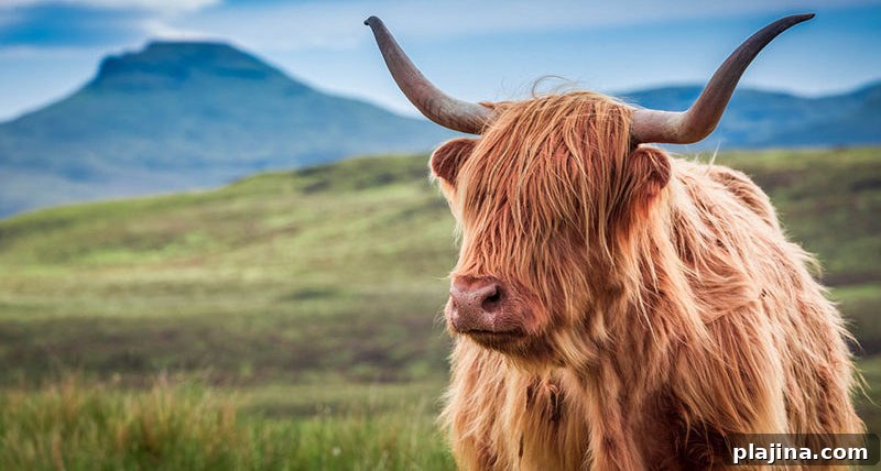 Highland cattle
