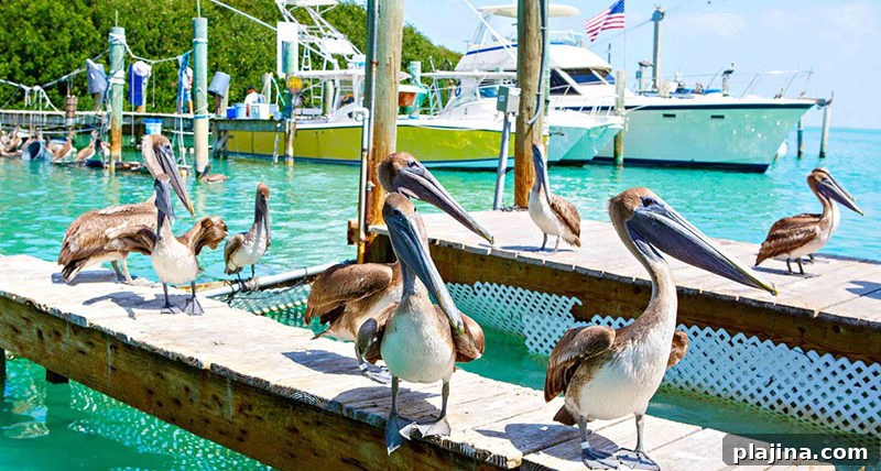 Brown pelican