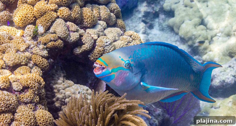 Queen parrotfish