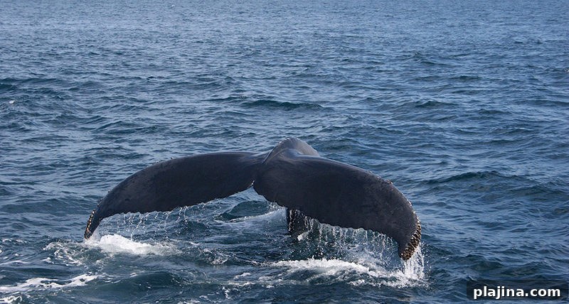 humpback whales