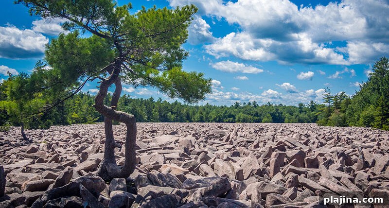 Hickory Run Boulder Field