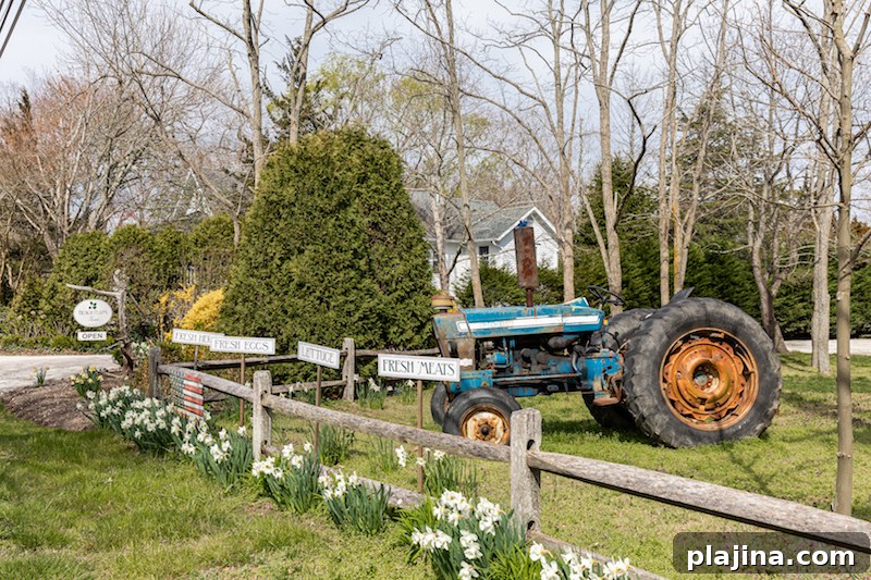 Beach Plum Farm landscape