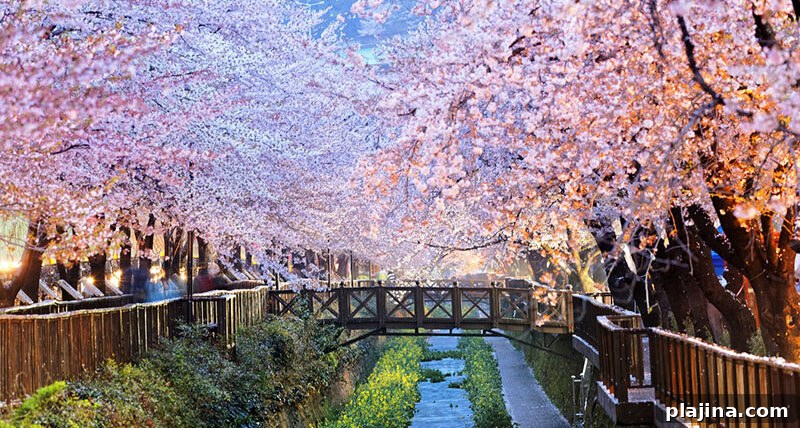 Cherry blossoms in Busan