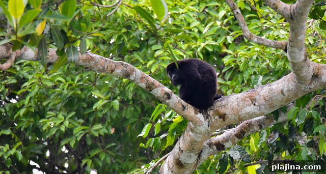 Black howler monkey