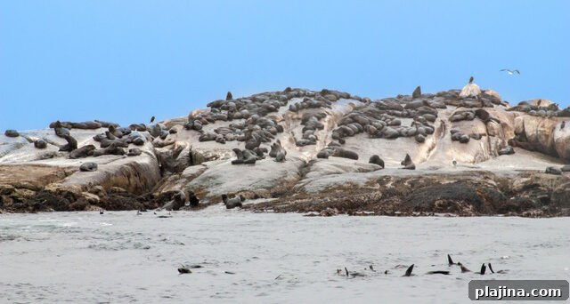Seal Island
