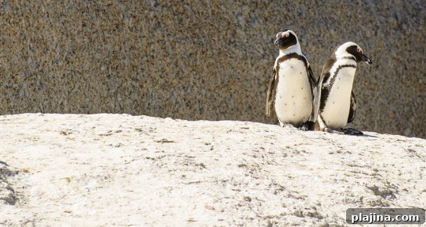 Boulders Beach