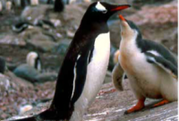 Create Unforgettable Memories on an Antarctic Expedition Cruise