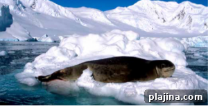 Cruising Antarctica