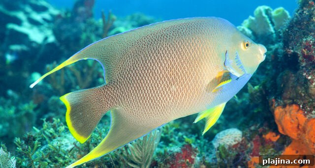 Bermuda blue angelfish