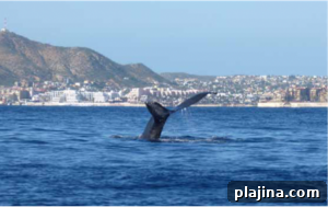 Los Cabos