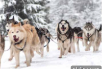 Discover Anchorage: Gateway to Alaska’s Wild Wonders