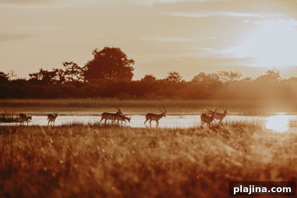 Okavango Delta