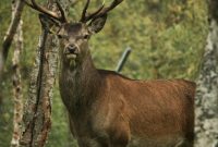 Off the Map Travel: Unforgettable Wildlife Encounters