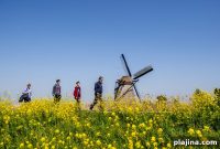 Kinderdijk Windmills and Millers: Preserving a Dutch Heritage for the Future