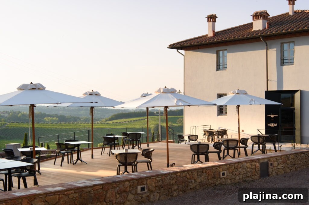 vineyard 
