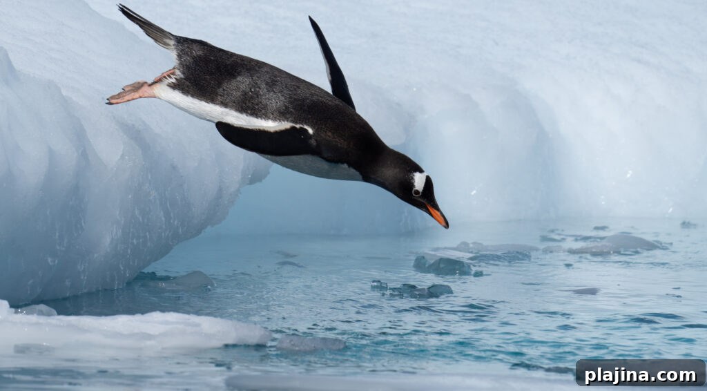 Wildlife and ice in Antarctica