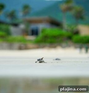 Six Senses Con Dao, Zil Pasyon and Laamu