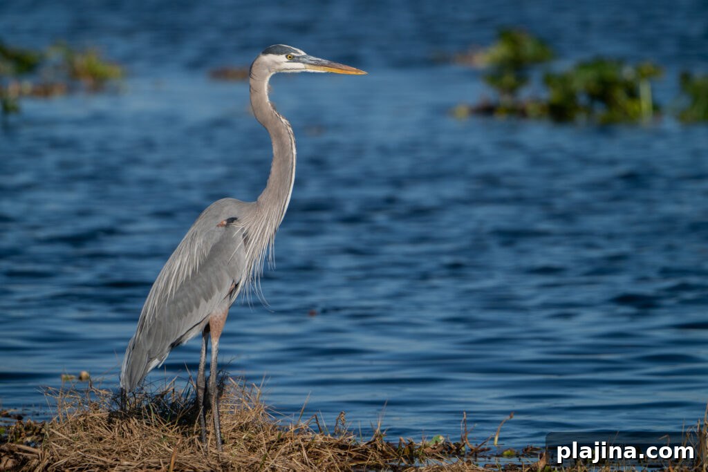 heron