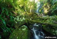 Discover Brisbane: Sun, Fun Beaches and Wildlife Adventures
