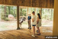 Inside the World’s Largest Chimpanzee Sanctuary: 2024 Events Preview