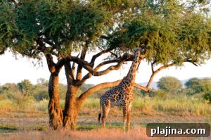 PHOTO: PHOTOPERSPECTIVE | DREAMSTIME.COM