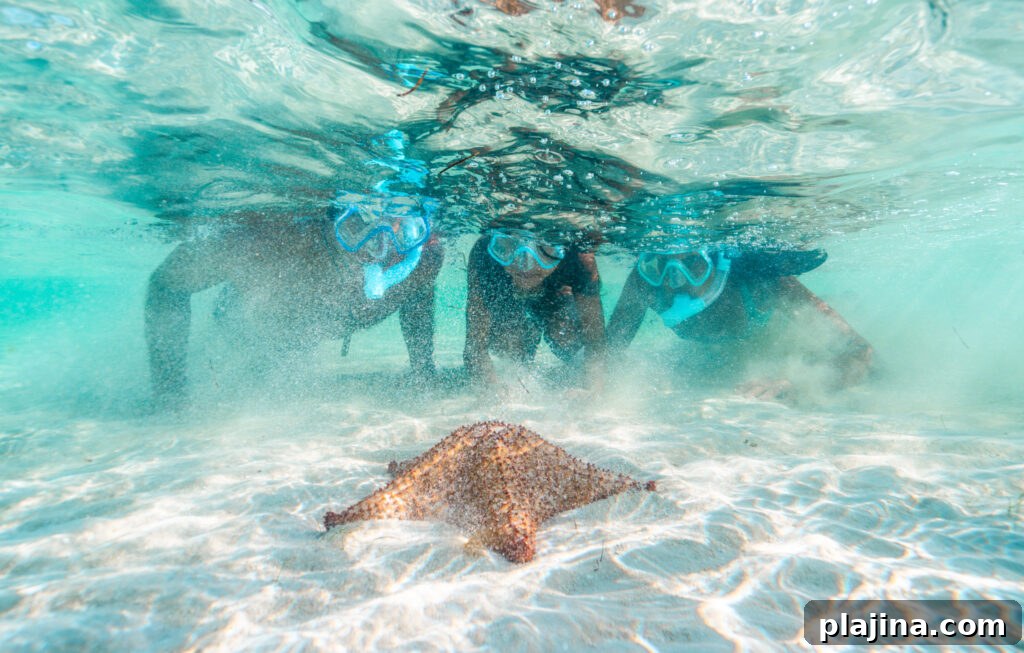 starfish