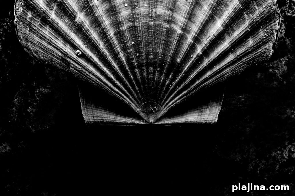 shell